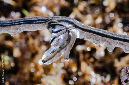 Foto Close-up of barbed wire detail encased in ice, shielding the sharpness