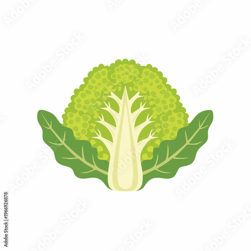 Fresh cauliflower vegetable cut in half with green leaves, healthy eating concept.