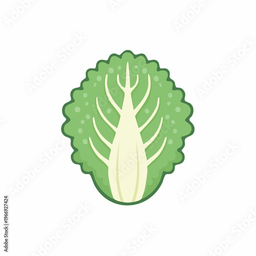 Fresh Napa cabbage illustration on a white background
