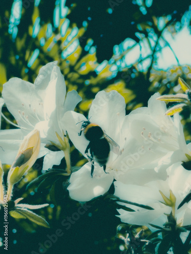 bee flower