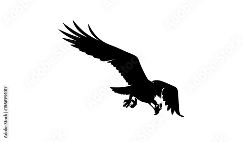 Osprey diving silhouette vector bird of prey hunting pose isolated on white background