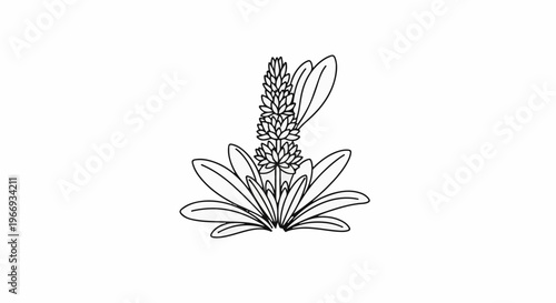 Delicate outline drawing of a flowering plant with layered petals and leaves