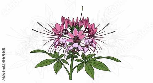 Detailed illustration of a blooming Cleome flower with pink and light pink petals