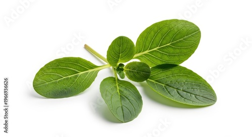 Fresh green leaves of a plant on a white background, perfect for herbal and botanical concepts