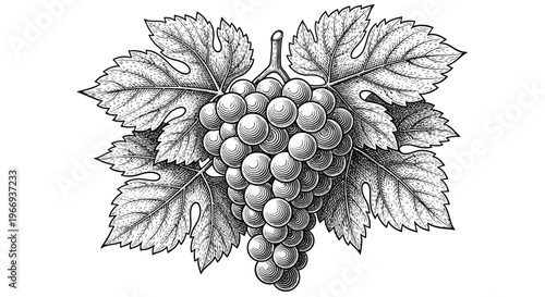 Vintage Grape Bunch with Leaves Illustration - Black and White Sketch