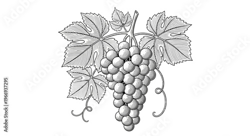 Vintage Grapes Bunch with Leaves and Tendrils - Engraving Style