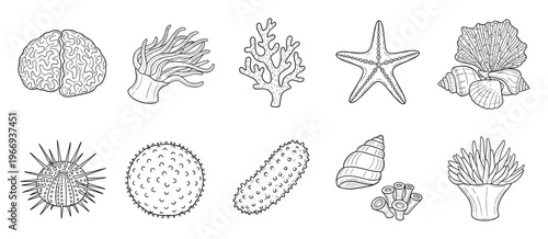 Marine life collection featuring various sea creatures and corals in outline style, perfect for educational materials, coloring books, or oceanthemed graphic projects.