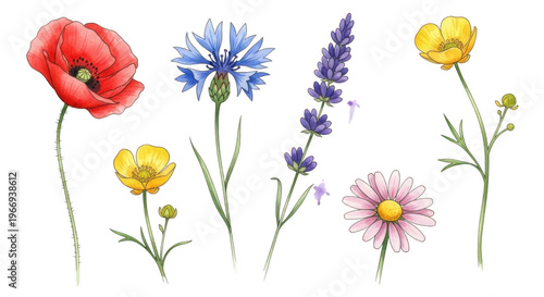 Hand-drawn wildflowers isolated on transparent background