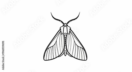 Detailed black and white line drawing of a moth with outstretched wings and antennae