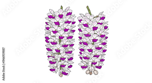 Rhynchostylis Gigantea Orchid Clusters - Purple and White Foxtail Orchid Illustration, floral