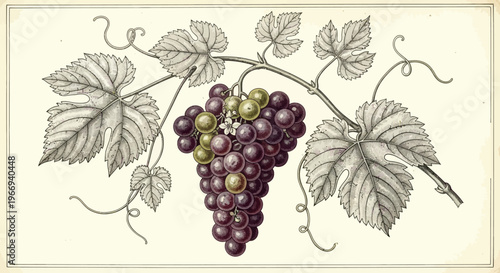 Vintage Grapevine Branch with Ripe Grapes and Leaves Illustration