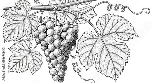 Vintage Grapevine Illustration: Bunch of Grapes and Leaves
