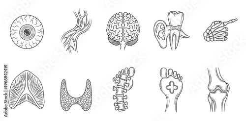 Detailed human anatomy black and white line drawings for medical education and biological study materials featuring various organs and skeletal structures.