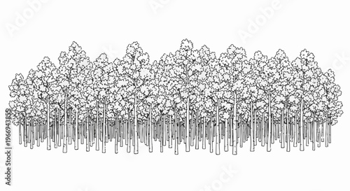 Dense forest with tall trees, detailed outline, black and white sketch