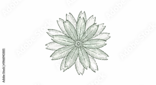 Detailed linework illustration of a radial arrangement of feather-like leaves