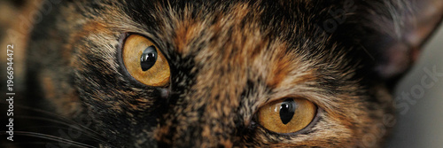 Tortoiseshell domestic cat with yellow eyes lying on fabric sofa indoors, close up, looking at camera. Pet portrait, comfort, attention, home interior concepts.