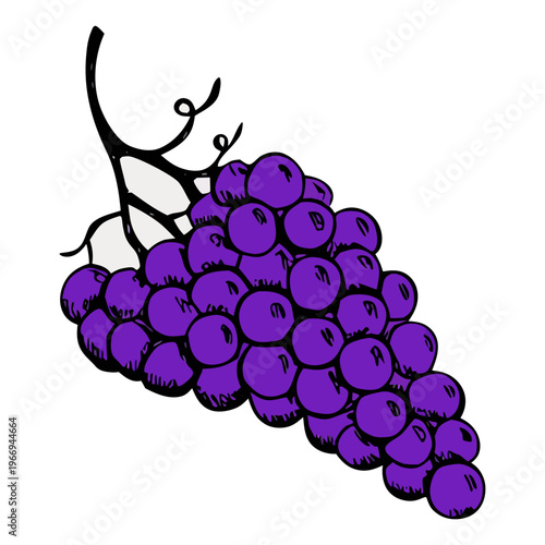 A fresh bunch of ripe purple grapes with a green leaf hangs from a vine in a vineyard, providing a sweet autumn harvest illustration of juicy fruit for wine and agriculture.