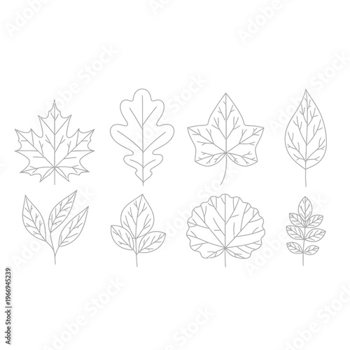 Illustrations of eight distinct types of autumn leaves with varying shapes and vein patterns