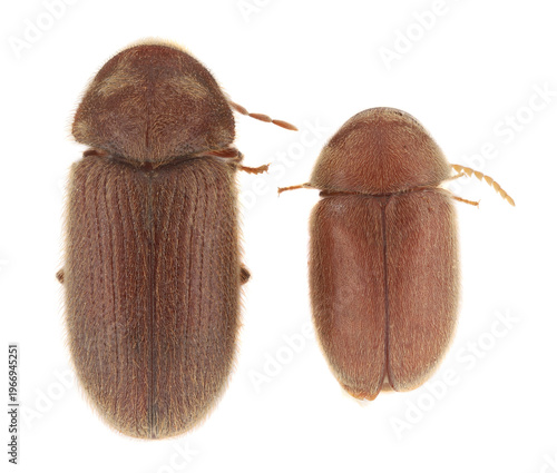 Comparison two pests of stored food. Drugstore beetle, Stegobium paniceum, also known as the bread beetle, biscuit (in left) and cigarette or tobacco beetle, Lasioderma serricorne (on the right).