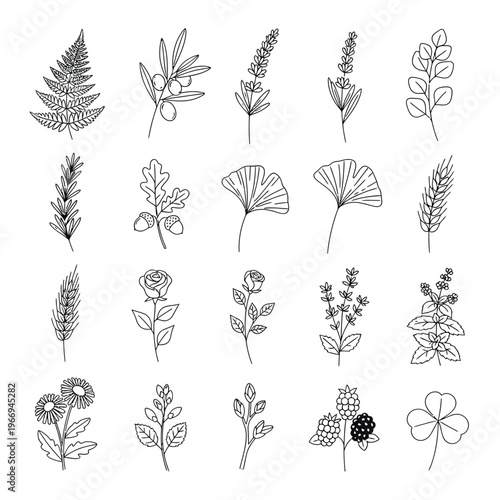 Diverse collection of botanical illustrations featuring various leaves and flowers