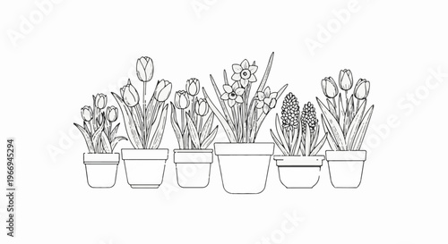 A line of potted spring flowers, including tulips, daffodils, and hyacinths, drawn in a sketch style