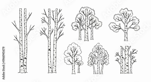 A collection of artistic line drawings depicting various birch trees and saplings