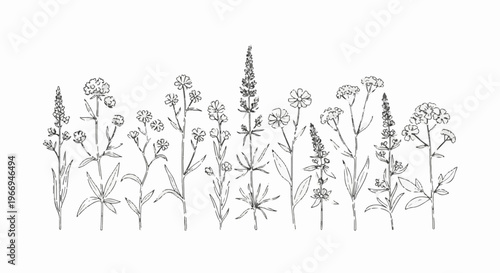 Delicate line drawings of various wildflowers in monochrome
