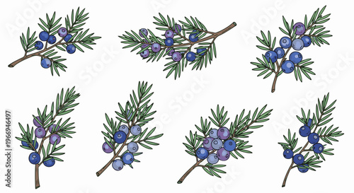 Hand-drawn juniper branches with berries in various shades of blue and purple