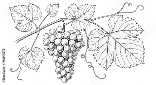 Vintage illustration of a grape vine branch with ripe grapes and leaves
