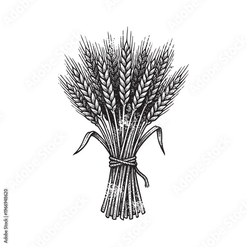 Detailed Vintage Engraving of a Bundle of Wheat Stalks Tied with Twine ink line black png