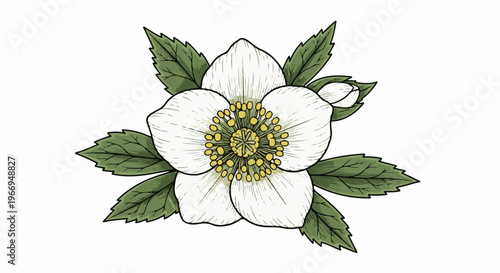 White flower with green leaves and a bud, detailed illustration