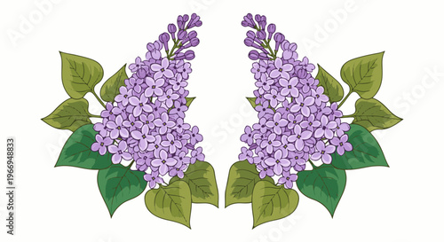 Two clusters of delicate purple lilacs with green leaves on a white background