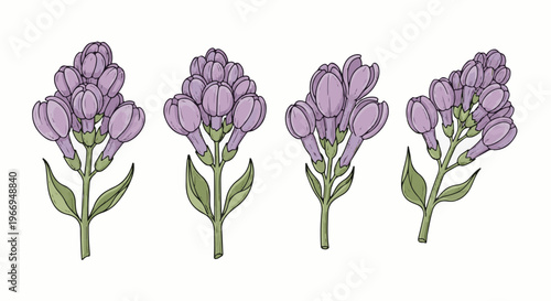 Four drawings of purple bell-shaped flowers on green stems with leaves