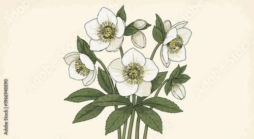 Vintage illustration of a bouquet of white hellebore flowers on a pale cream background