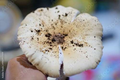 Wallpaper Mural Natural fresh mushrooms or its Latin name Macrolepiota albuminosa, describe the harvest from nature and organic food ingredients. Torontodigital.ca