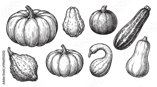 Collection of various hand-drawn pumpkins and gourds in a vintage ink line black png