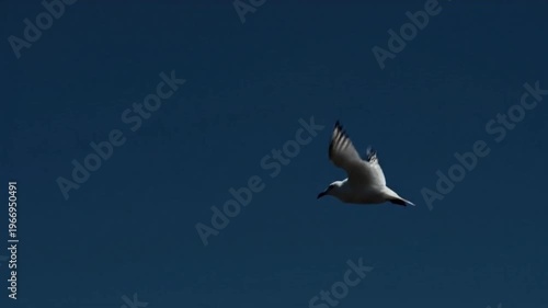 A white seagull gracefully glides and flaps its wings against a deep blue, clear sky, showcasing its elegant flight patterns and wing movements in a serene atmosphere.