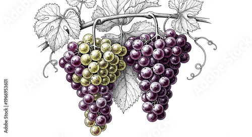 Vintage illustration of ripe grape clusters on a vine with green and purple varieties