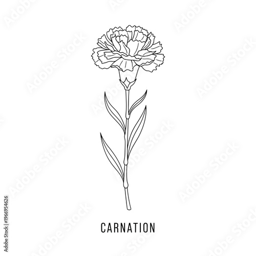 Elegant black and white line drawing of a carnation flower with leaves.