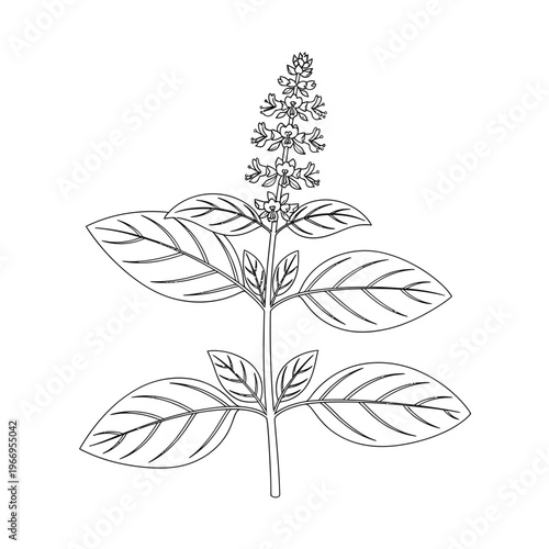Illustration of a flowering basil plant with elongated leaves and flower spikes