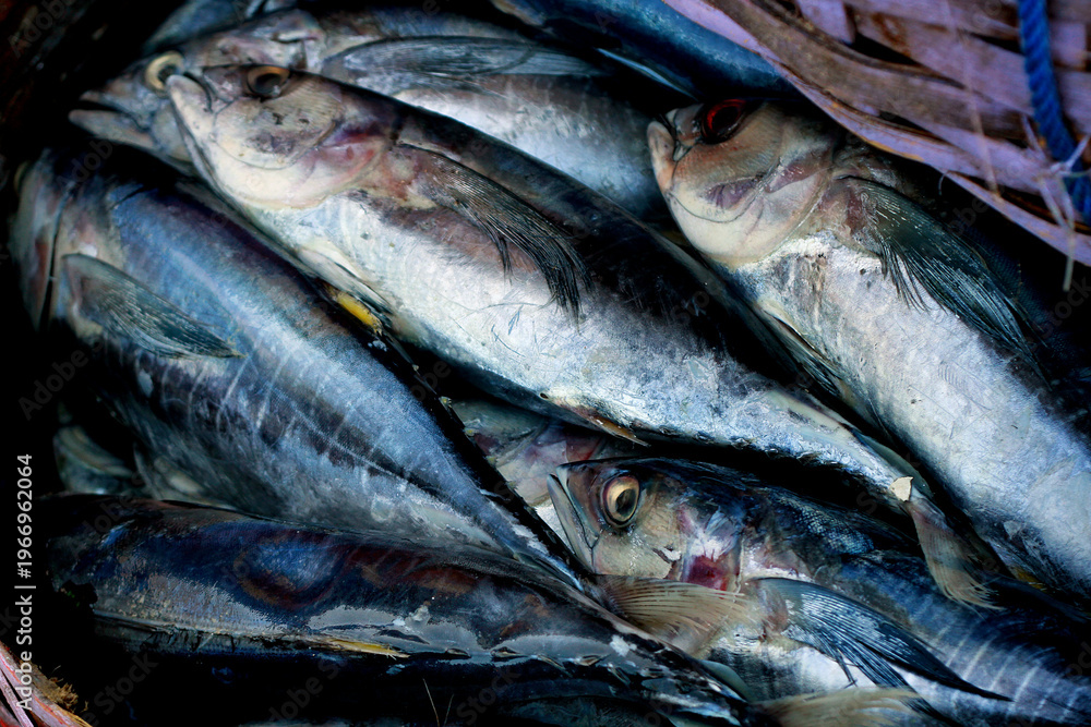 Obraz premium Display freshly caught tuna for sale at a traditional fish market in Bali, Indonesia. 
