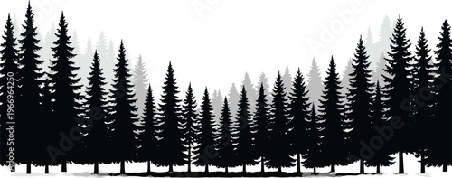 Coniferous pine forest silhouette landscape with evergreen trees in monochrome style