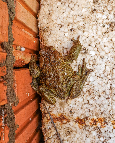 Common toad bufo bufo sitting between red brick wall and white polystyrene foam indoors