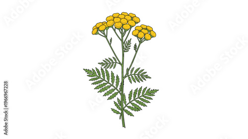 Detailed illustration of a tansy plant featuring its distinctive yellow button-like flowers and delicate fern-like leaves, set against a white background.
