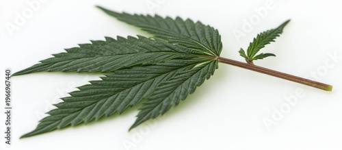 Fresh Green Cannabis Leaf Isolated on White Background, Detailed Macro Shot