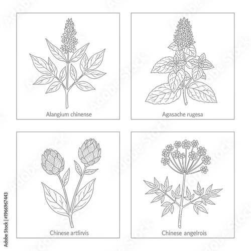 Botanical illustrations of four distinct plant species in monochromatic line art