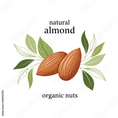 Illustration of natural almonds depicted as organic nuts with leaves