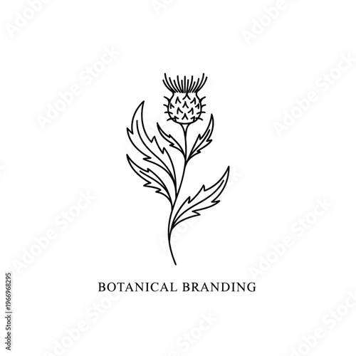 Elegant thistle illustration for botanical branding and design inspiration