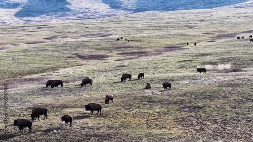 Wallpaper Mural Aerial view of a herd of bison grazing across rolling grassland terrain with open plains and hills in Montana Torontodigital.ca