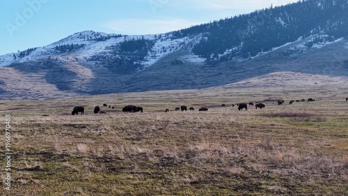 Wallpaper Mural Aerial view of a herd of bison grazing across an open grassland valley with a snow-capped mountain range in the background in Montana. Torontodigital.ca